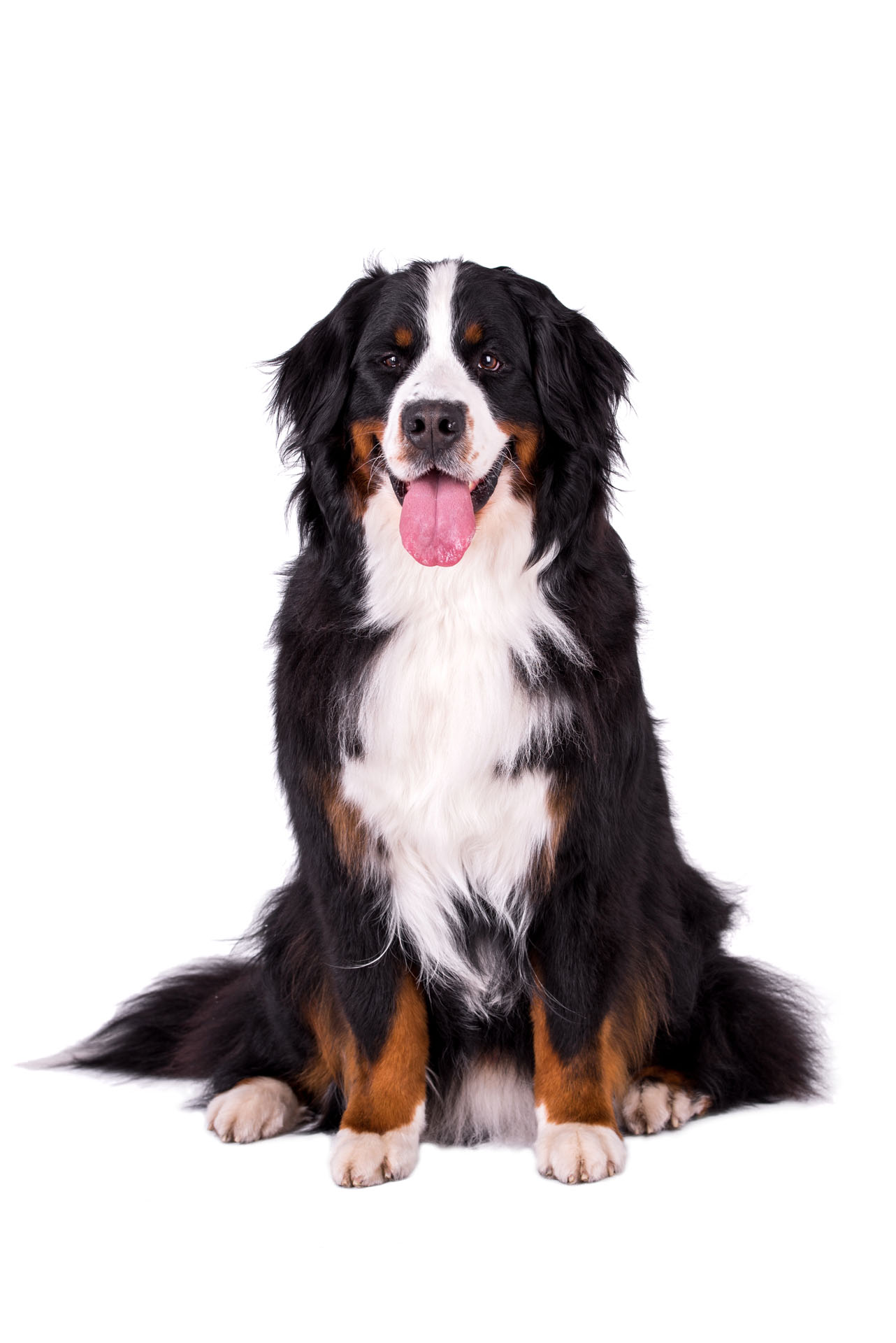 Bovaro del Bernese