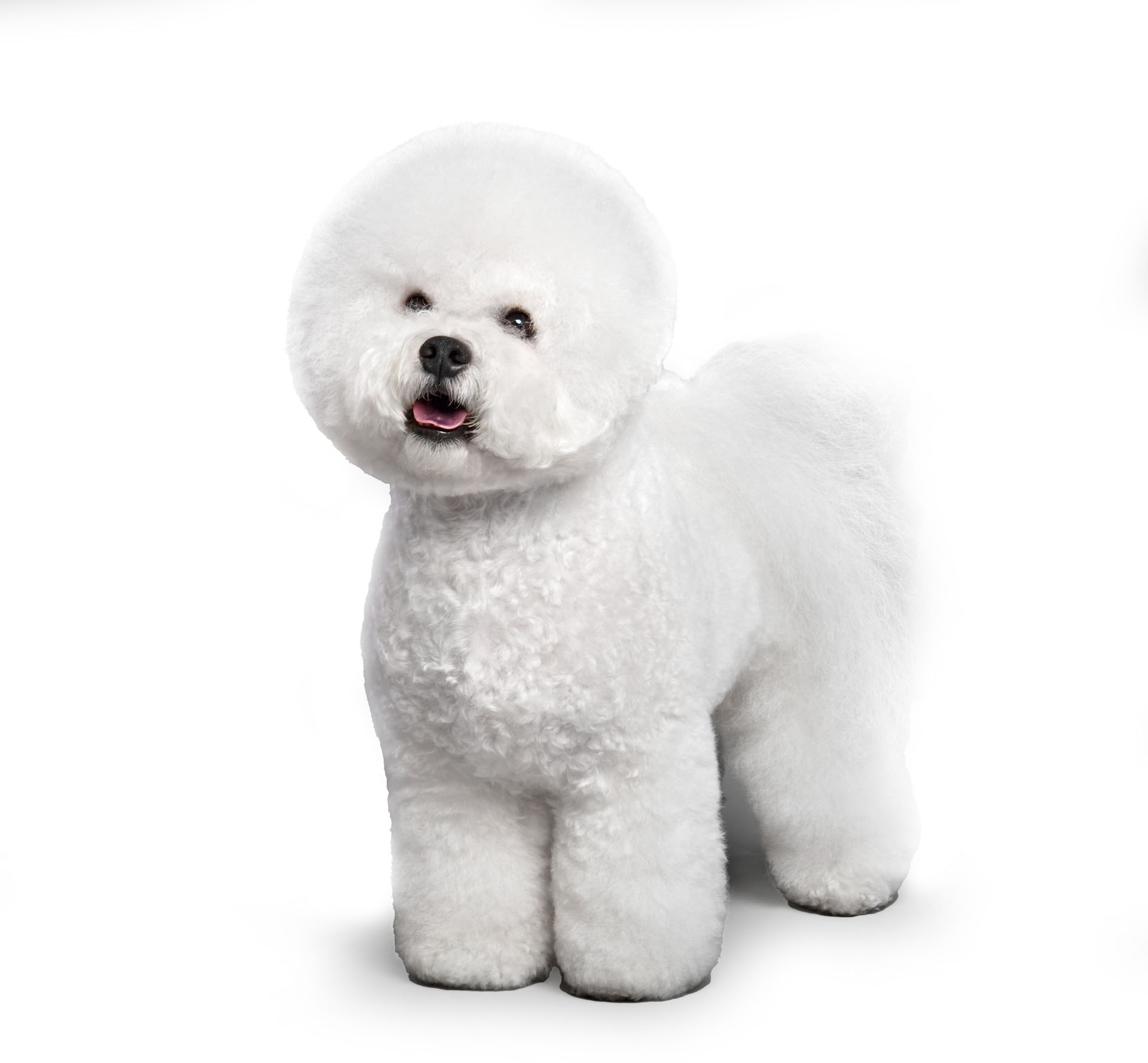 Bichon Frisee