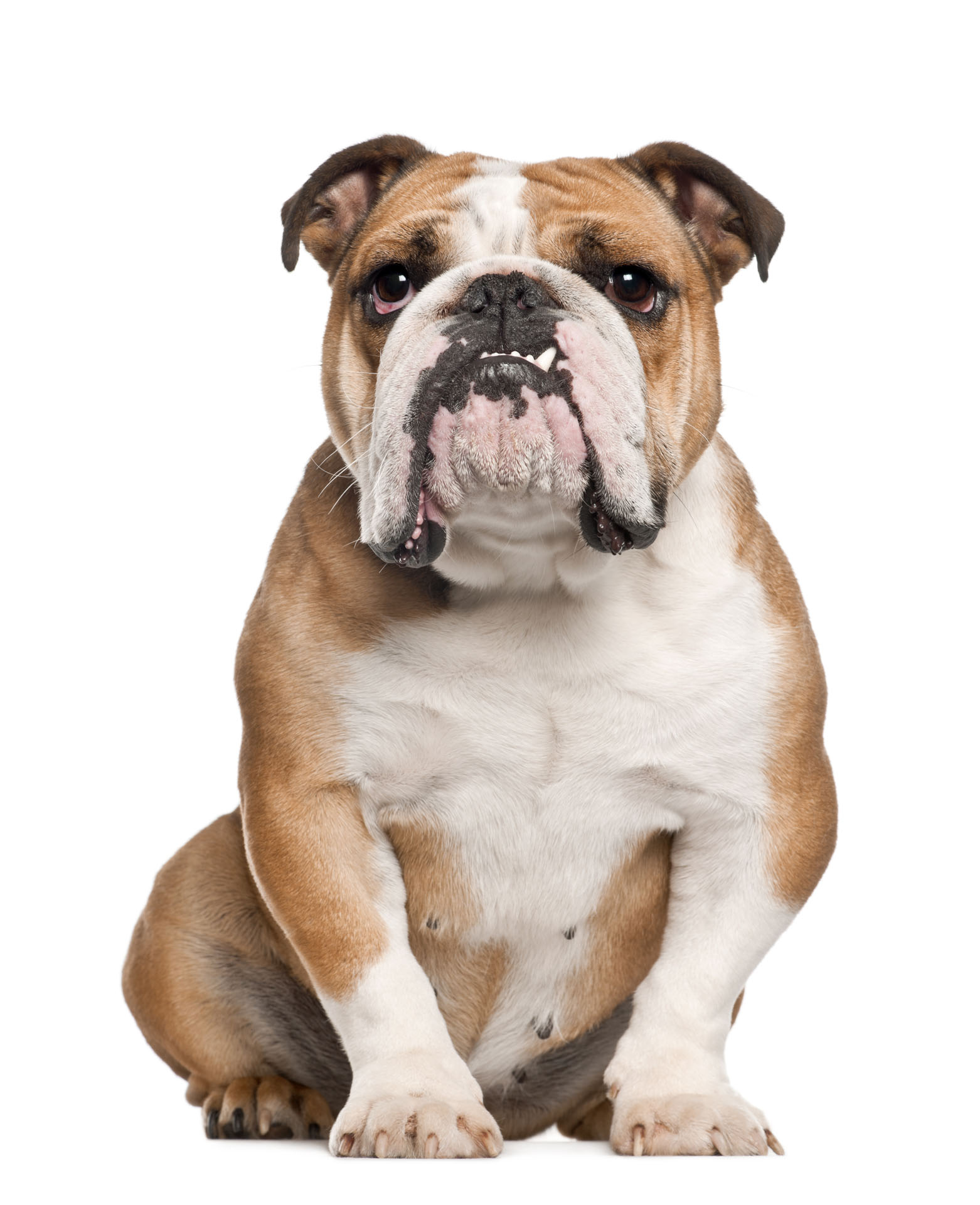 Bull Dog inglese