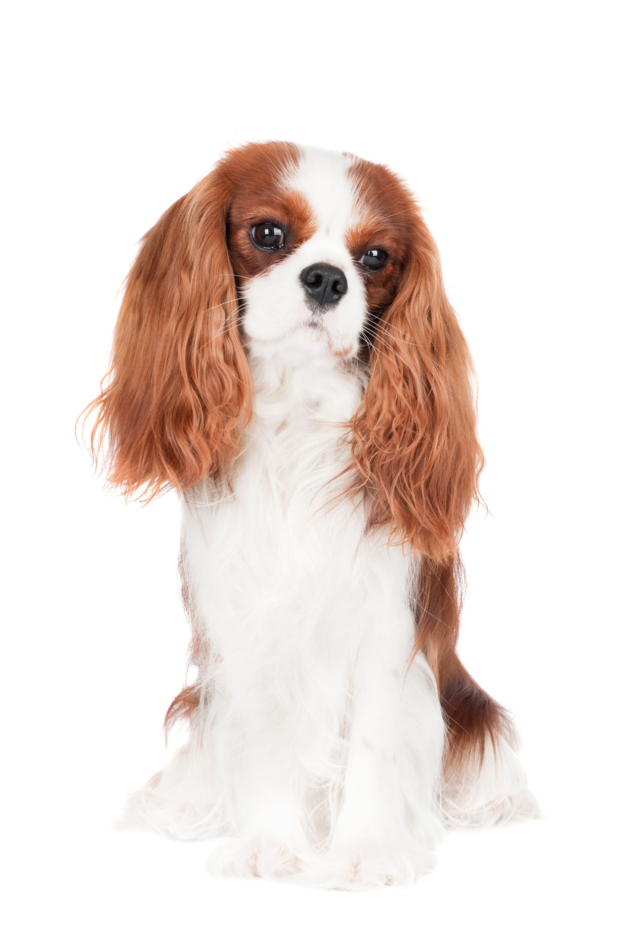 Cavalier King