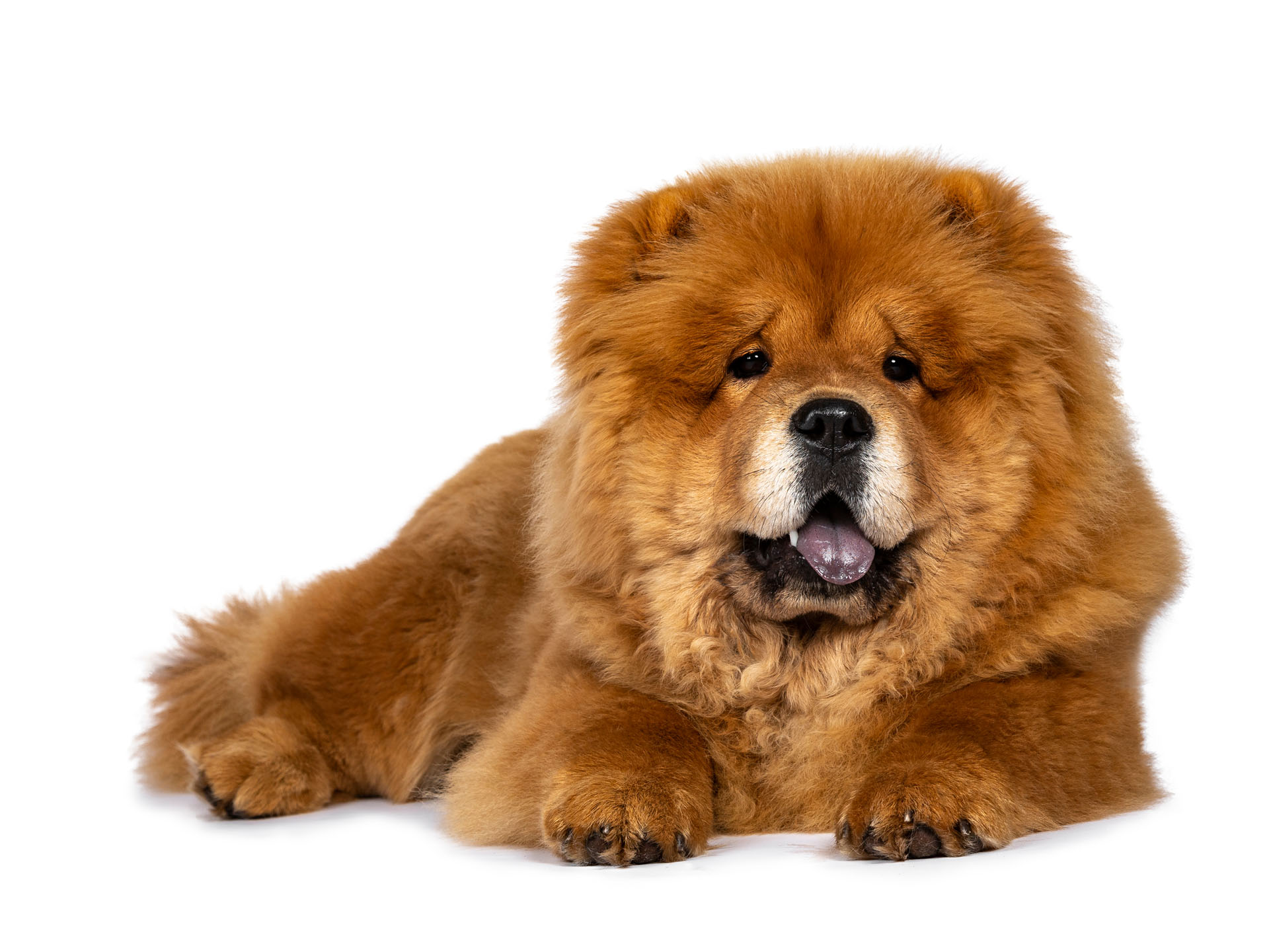 Chow-Chow
