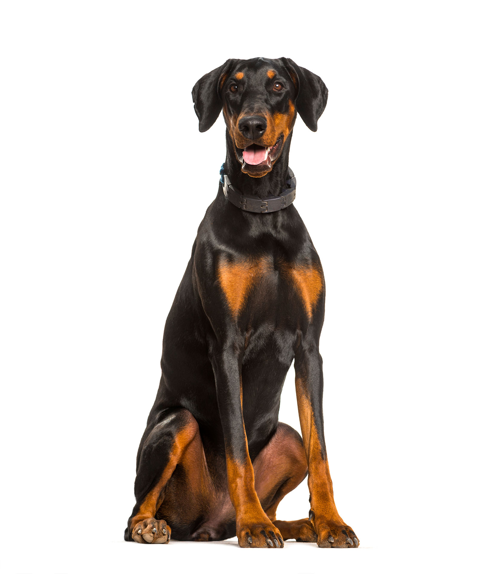 Doberman