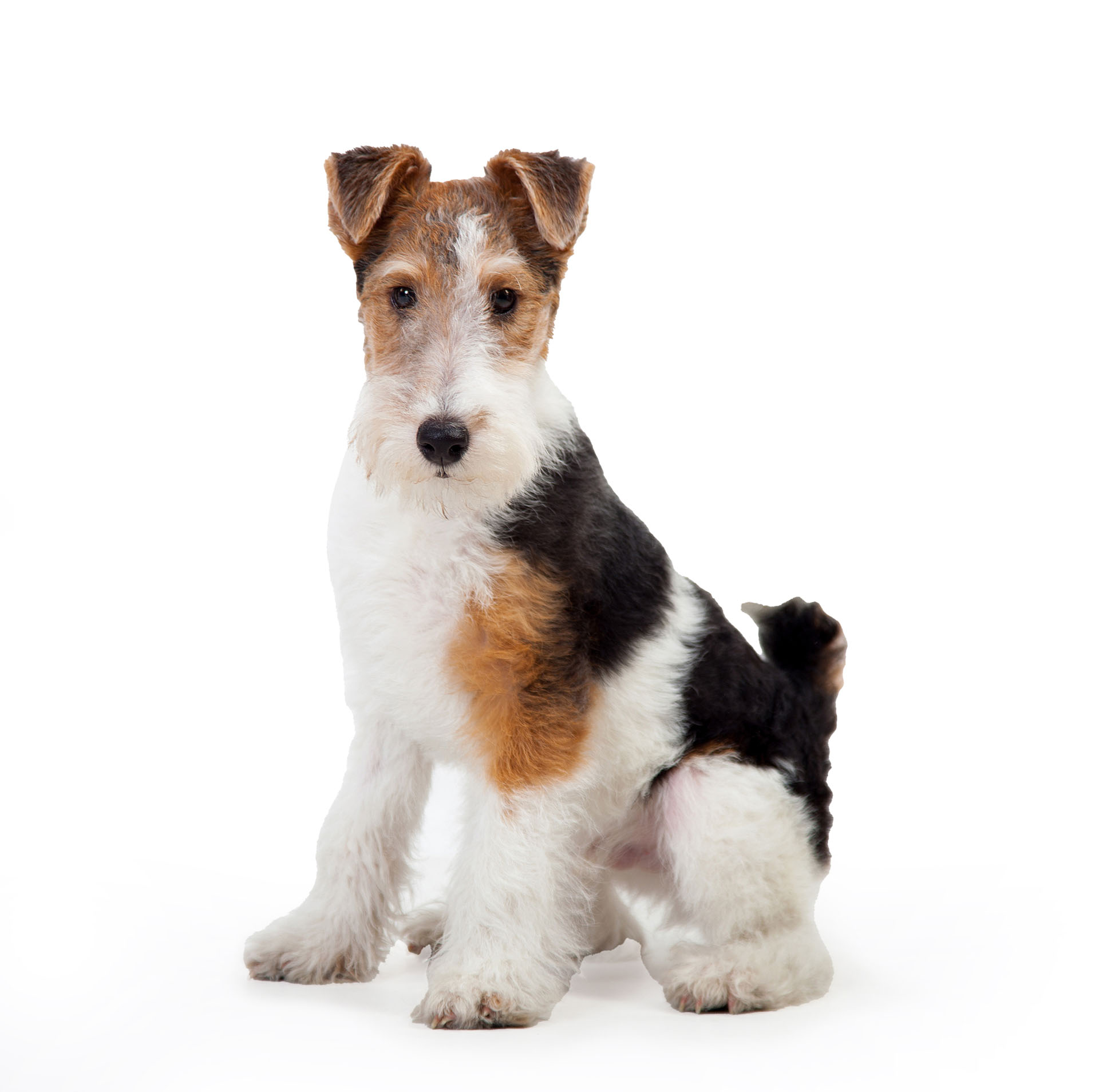 Fox Terrier