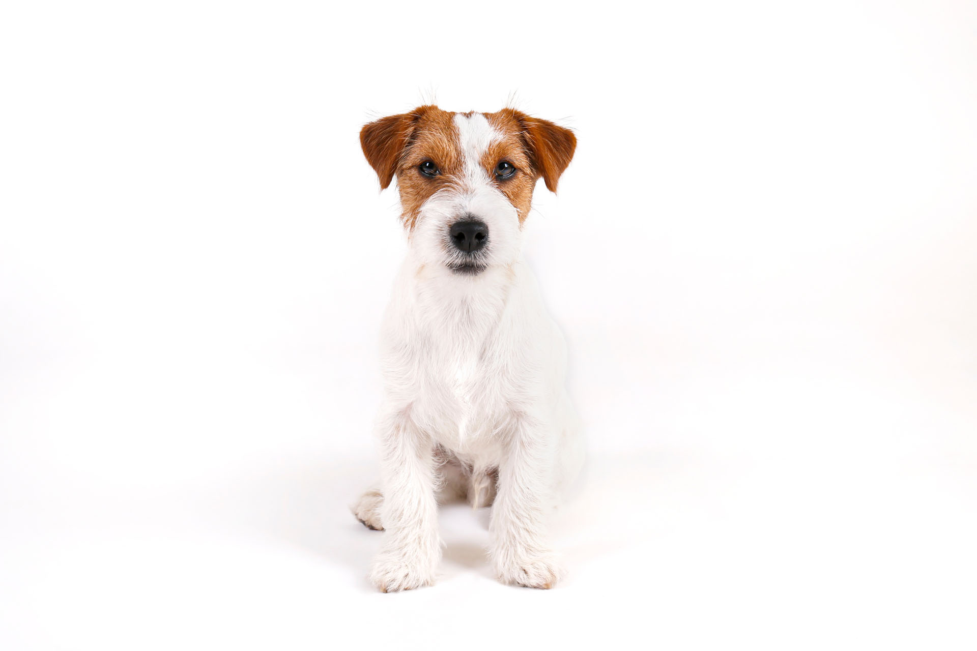 Jack Russel Terrier
