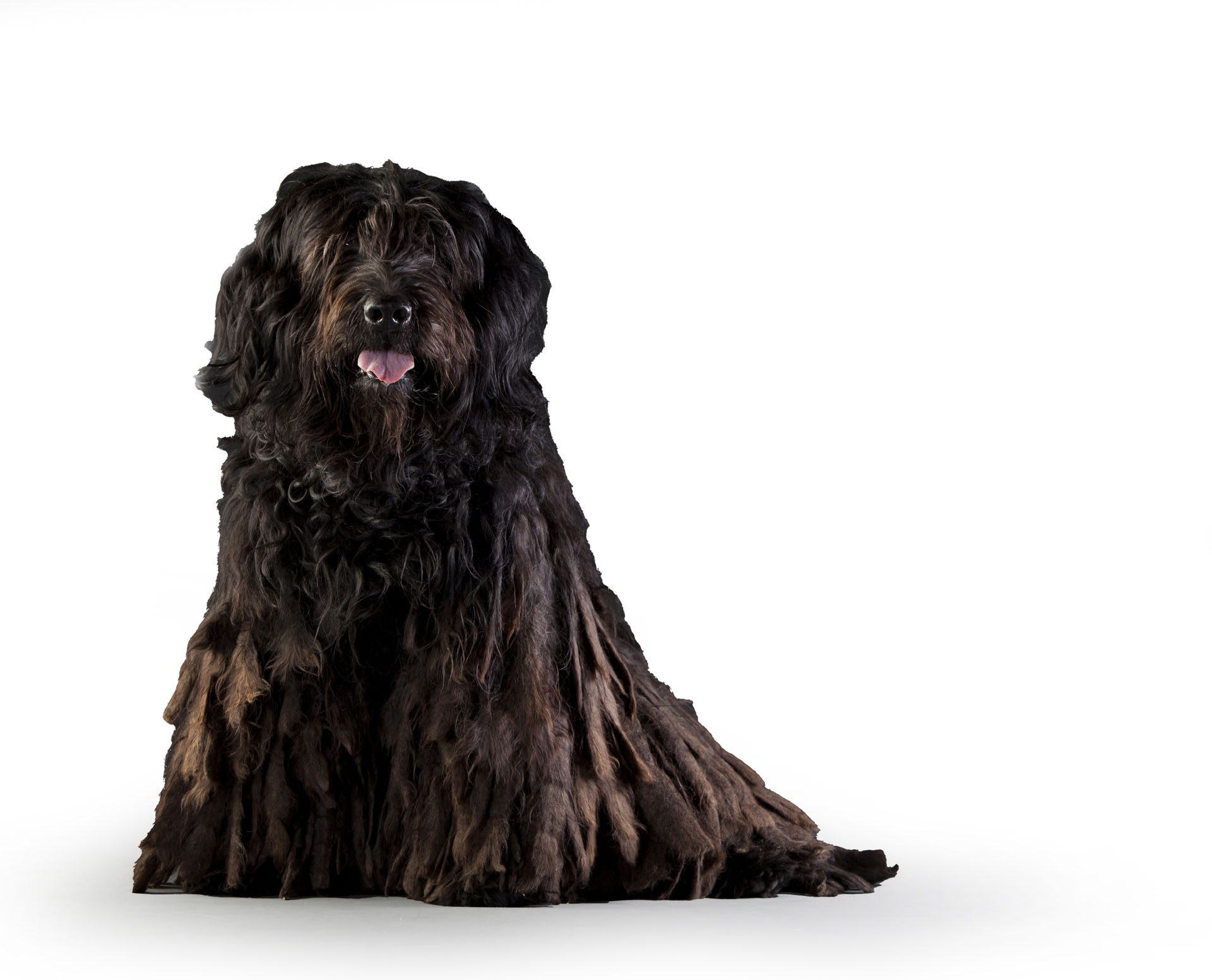 Pastore Bergamasco