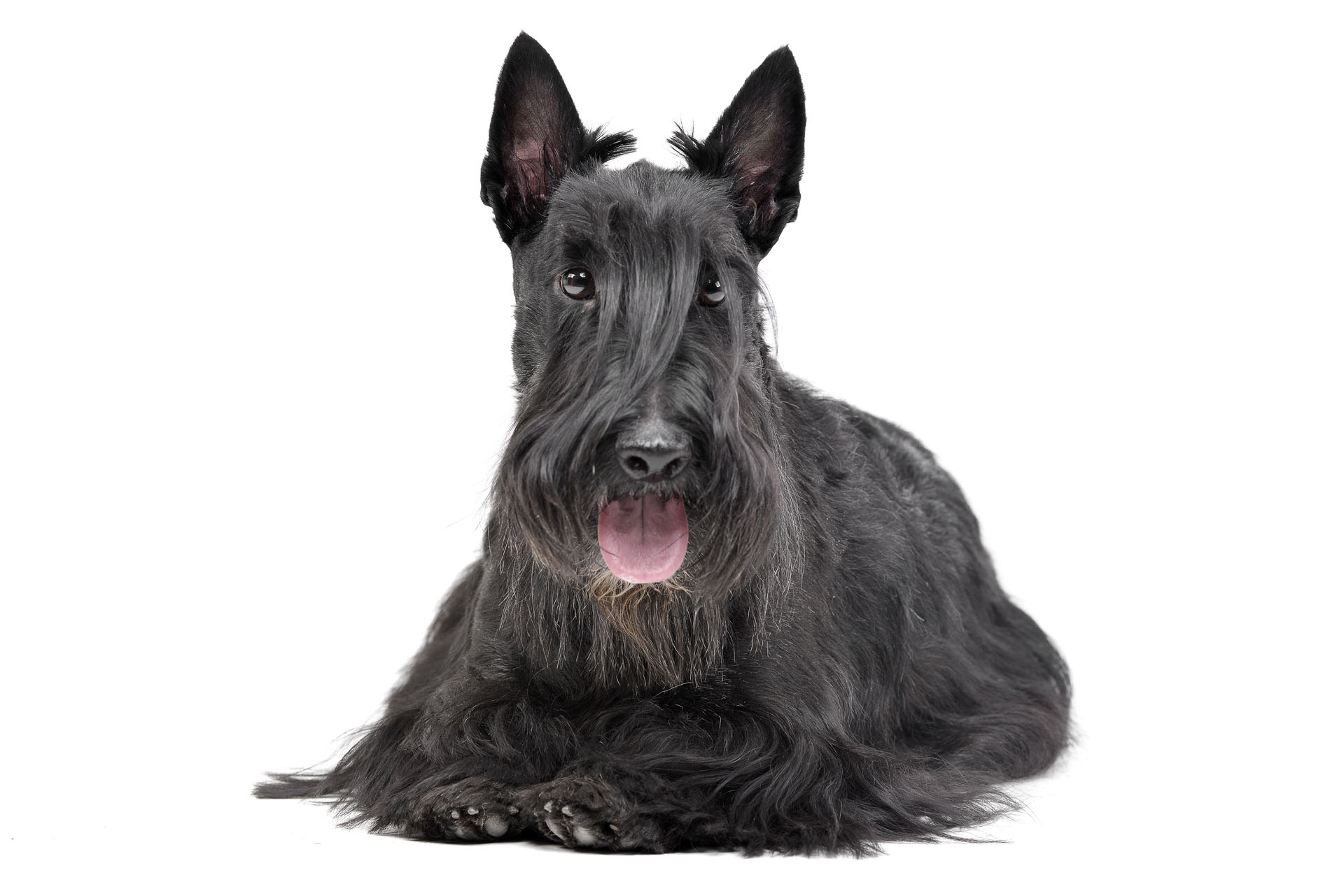 Scottish Terrier