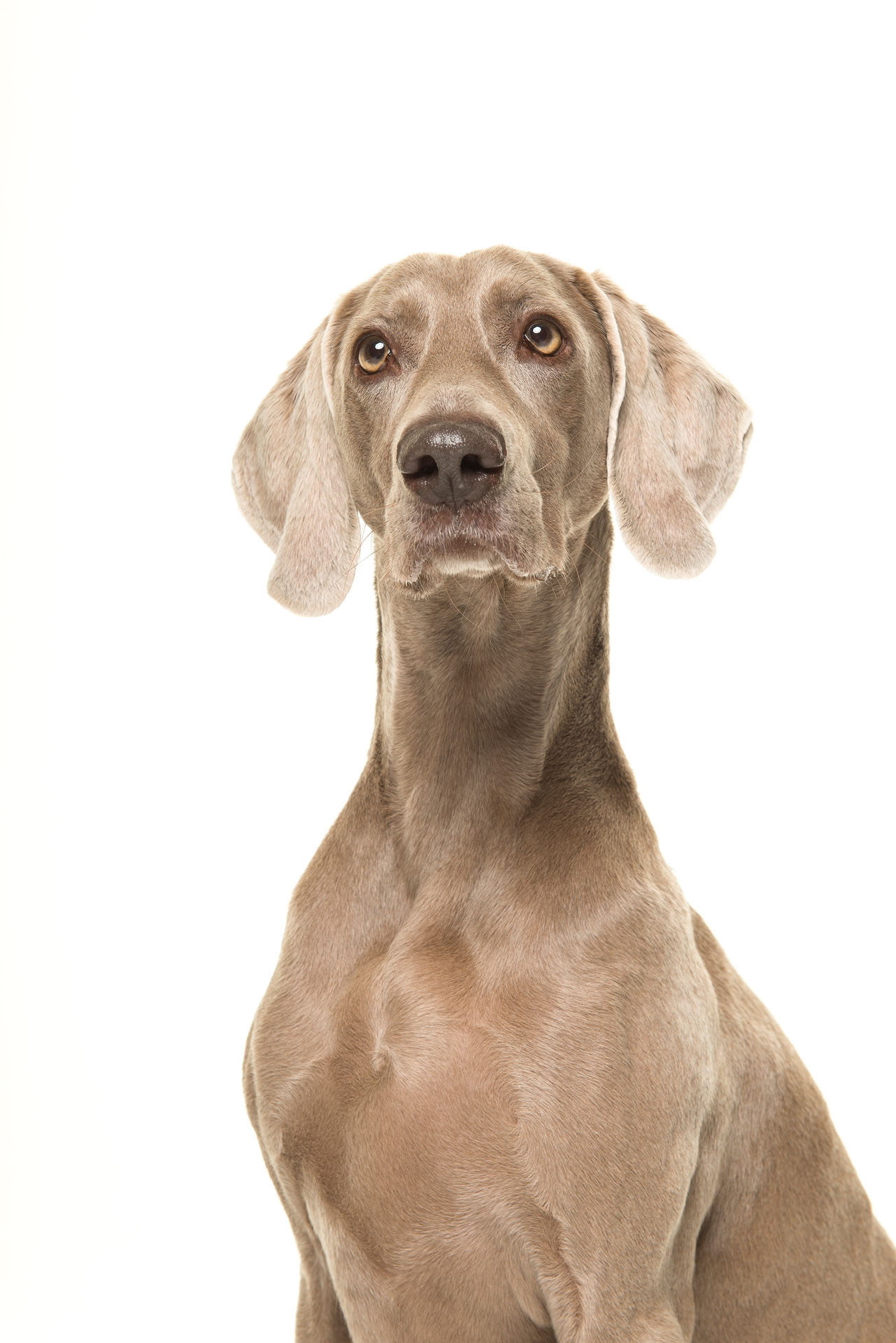 Weimaraner
